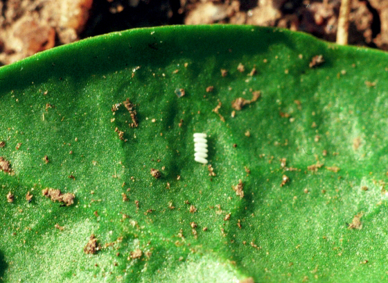 spinach leafminer eggs